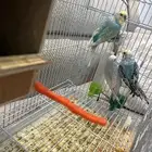 بادجي