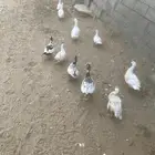 زمزم
