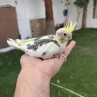 كروان غر فرخ باستل فيس