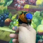 تم البيع فرخ لوري