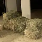 علف