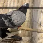 زوج قطيفي قلاب