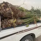 نخل طلع الخرمه البيع وسعر مناسب خلاص ومجدول وصقعي