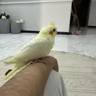 كروان مفقود