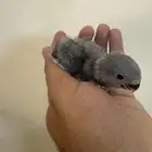 فرخ روز جاهز للغر