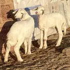 بهم حريات طلي ورخل