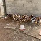 صوص دجاج بلدي