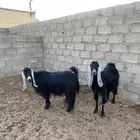 معزا عوارض للبيع العدد 4