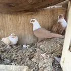 حمام شامي