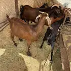 معزا نوادر حصيب