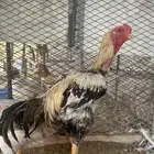 ديك ودجاجه فارسي مستوى توب ماشالله