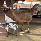 رغوث ساكنيه