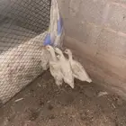 بط بكيني للبيع العمر سبع اشهر
