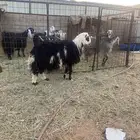 ذبيحة خروف