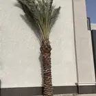 نخل للبيع جميع الطول موجود