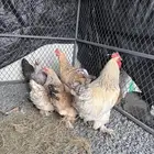 دجاج براهما للبيع