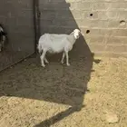 للبيع نعجه دافع ونعجه مضرع
