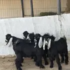 تيوس عوارض