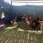 دجاج بلدي العدد حول 30