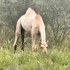 حشوان قعدان بلدي