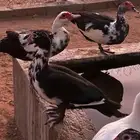 بط مسكوفي ( بح )