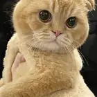 قطط
