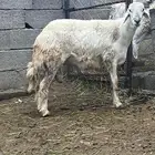 خروف مشروع فحل جاهز للهداد