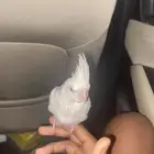كروان البينو عيون حمرا