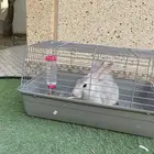 أرنب للبيع مع اغراضه كامله السعر 150