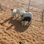 ثنوات متابيع