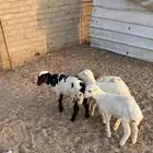 رخال للبيع