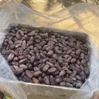موجود تمر خضري للبيع