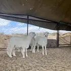 طليان جبرات مبدأ ومناسبات وتيوس