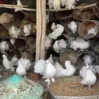 حمام رقاص هندي ابيض