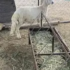 طلي