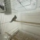 حسون سوري فروخ