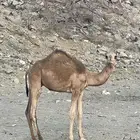 حاشي لباني