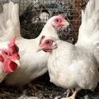 طقم دجاج جبنيز اللون ابيض