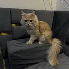 قطة