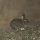 أرانب للبيع