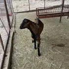 تيس فحل مشروع
