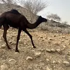 جمل العمر أربع شهور