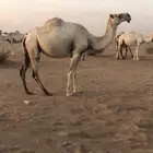 ناقه عشرا منتج فيه بدوه