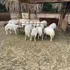 العدد 18 حريات مع الفحل وحده متاومه (محصنه)