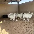 للبيع خرفان حري