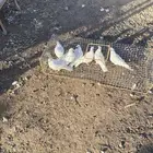 حمام فرنسي