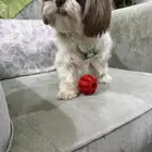 كلب لطيف عالواقع بجنن سبب البيع المكان