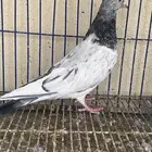 دكر باكستاني مام دين