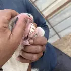 فحل نجدي مشروط
