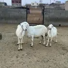 محافظة الحجره